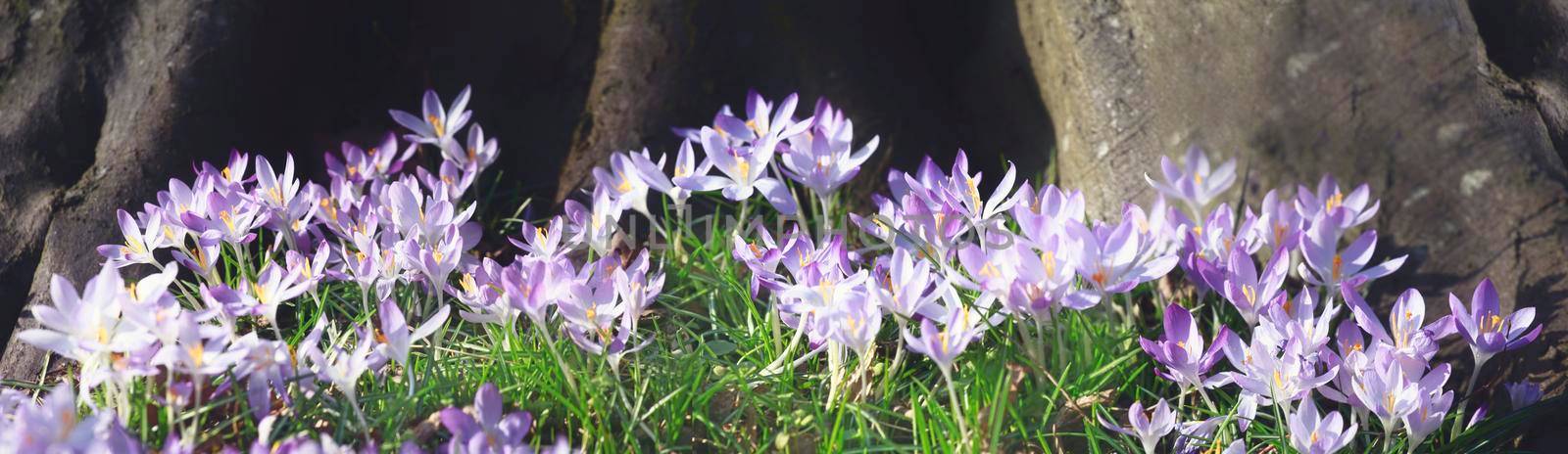 Beautiful crocuses growing through snow. First spring flowers
