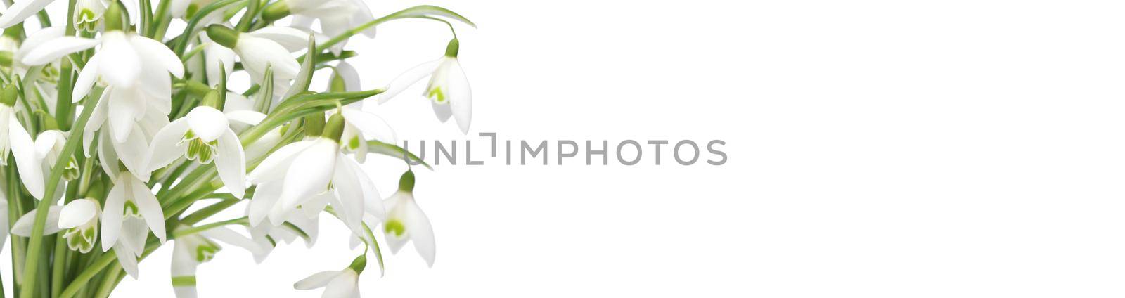 Delicate spring flowers snowdrops. Spring floral background.