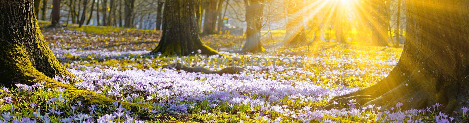 Beautiful crocuses growing through snow. First spring flowers