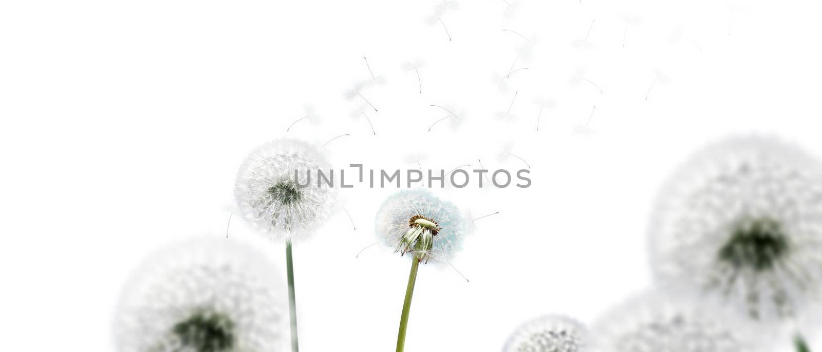 Isolated dandelion flower with flying feathers by Taut