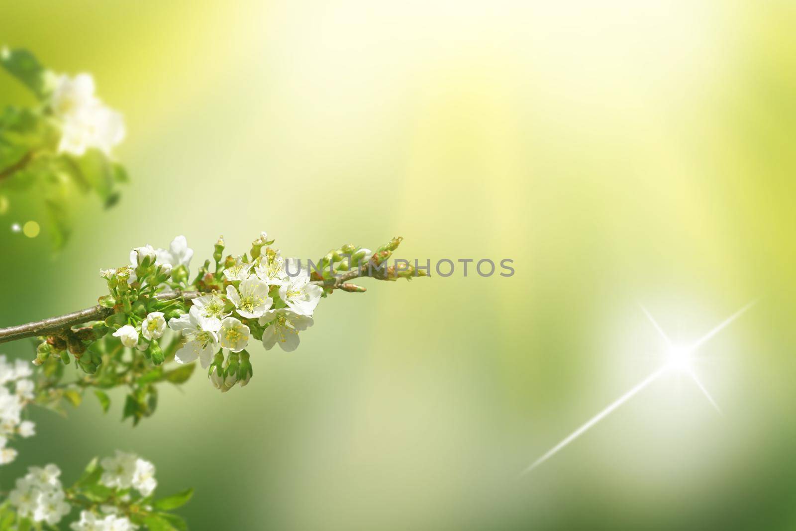 White blossom and green leaves on blue sky background.