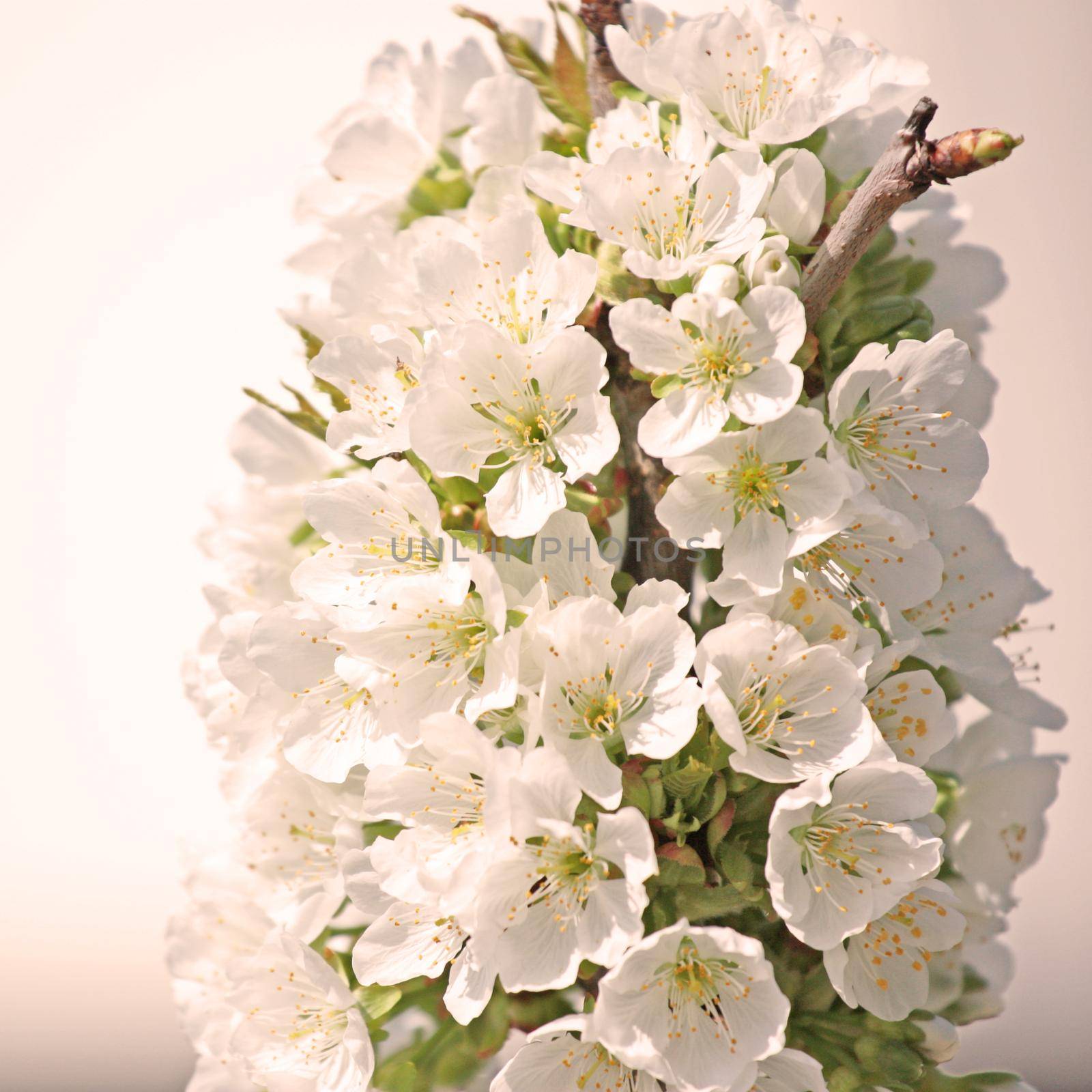 White blossom and green leaves on blue sky background.