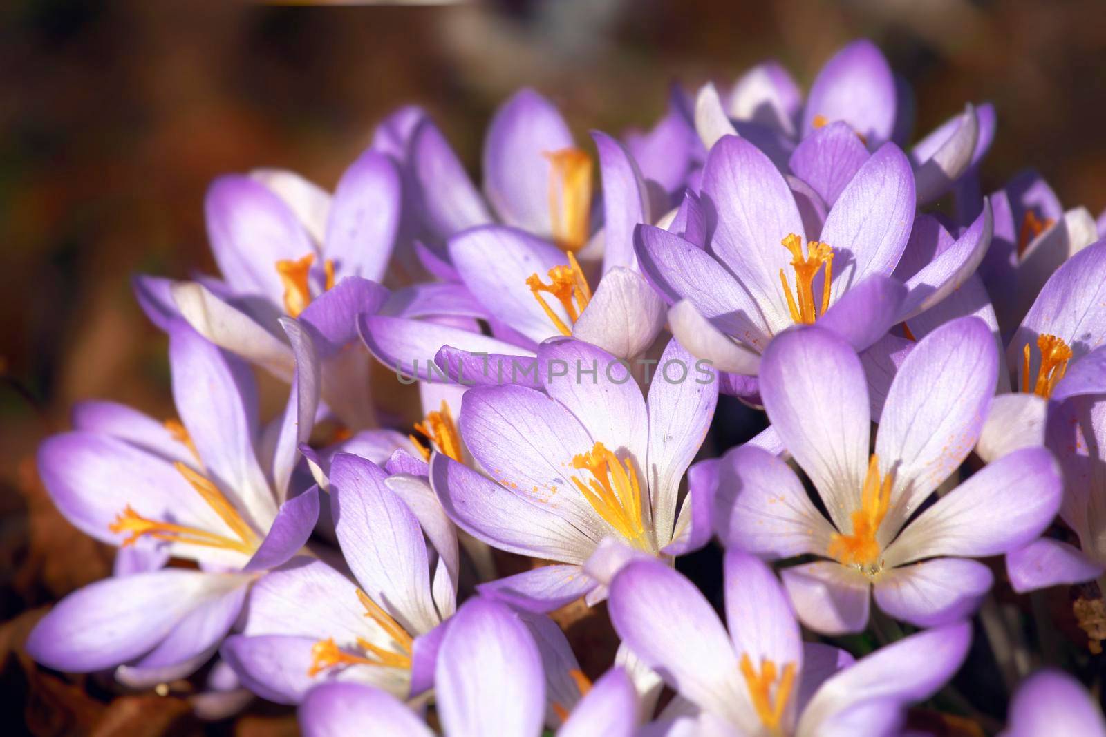 Beautiful crocuses growing through snow. First spring flowers