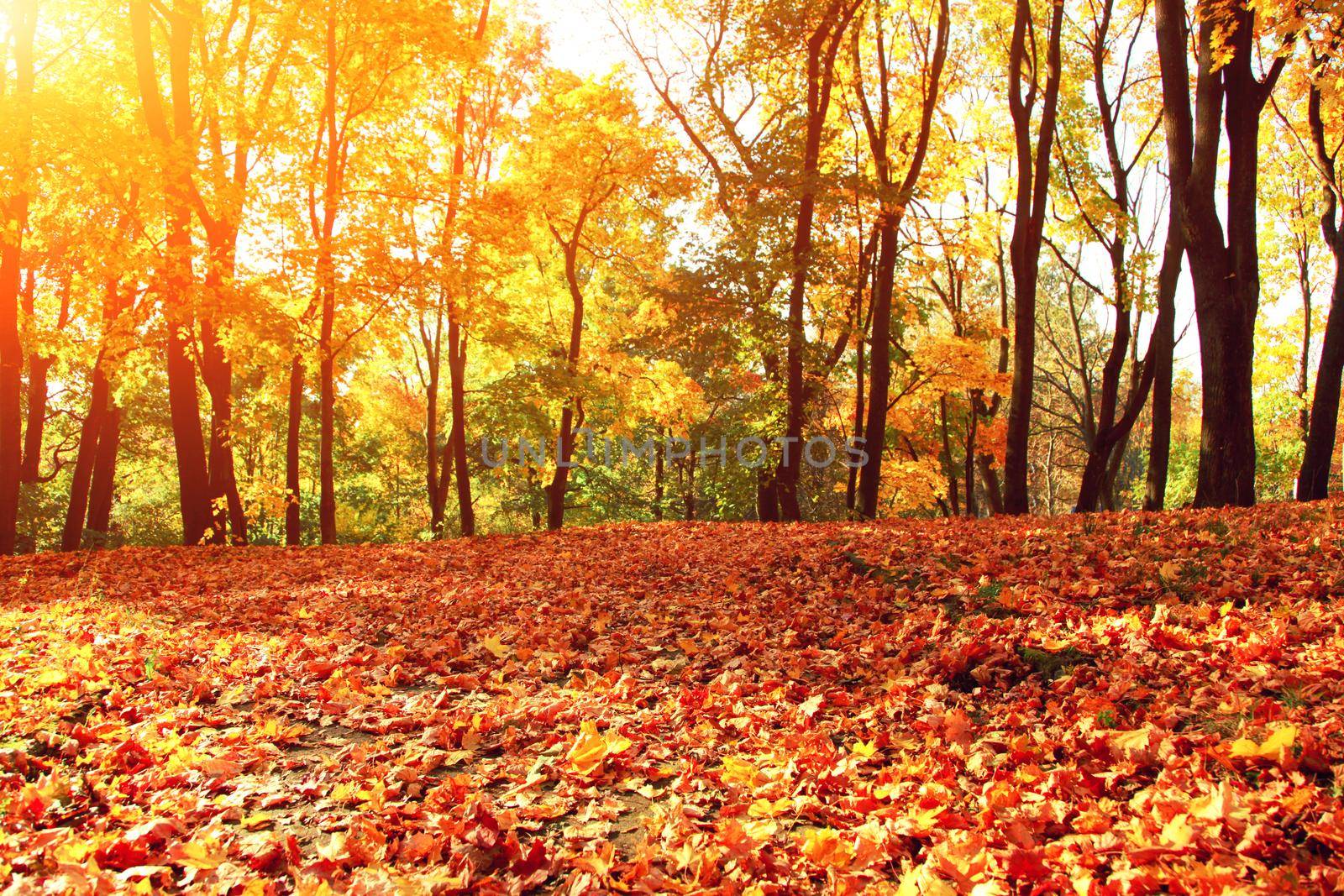 Colorful bright leaves falling in autumnal park. by Taut