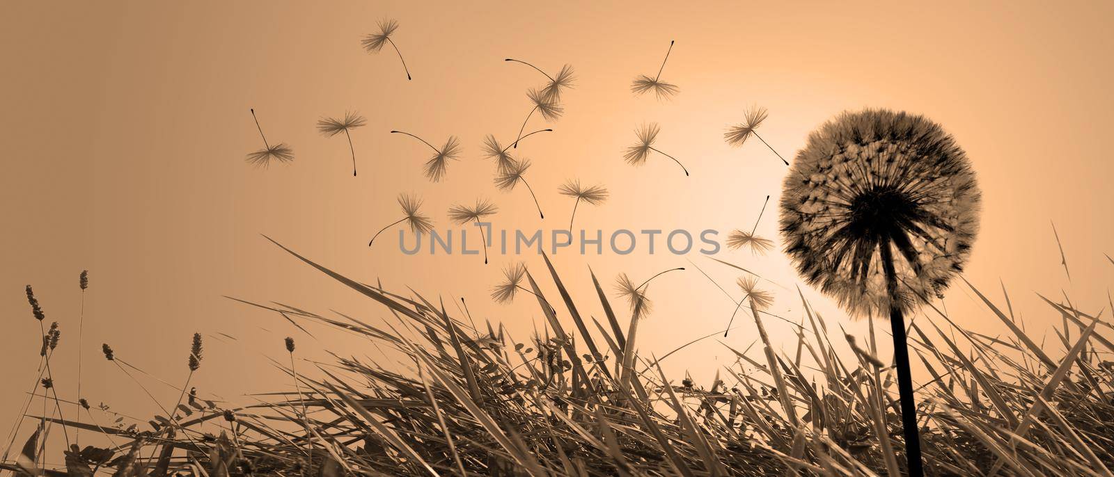 Dandelion flower with flying feathers on blue sky. by Taut