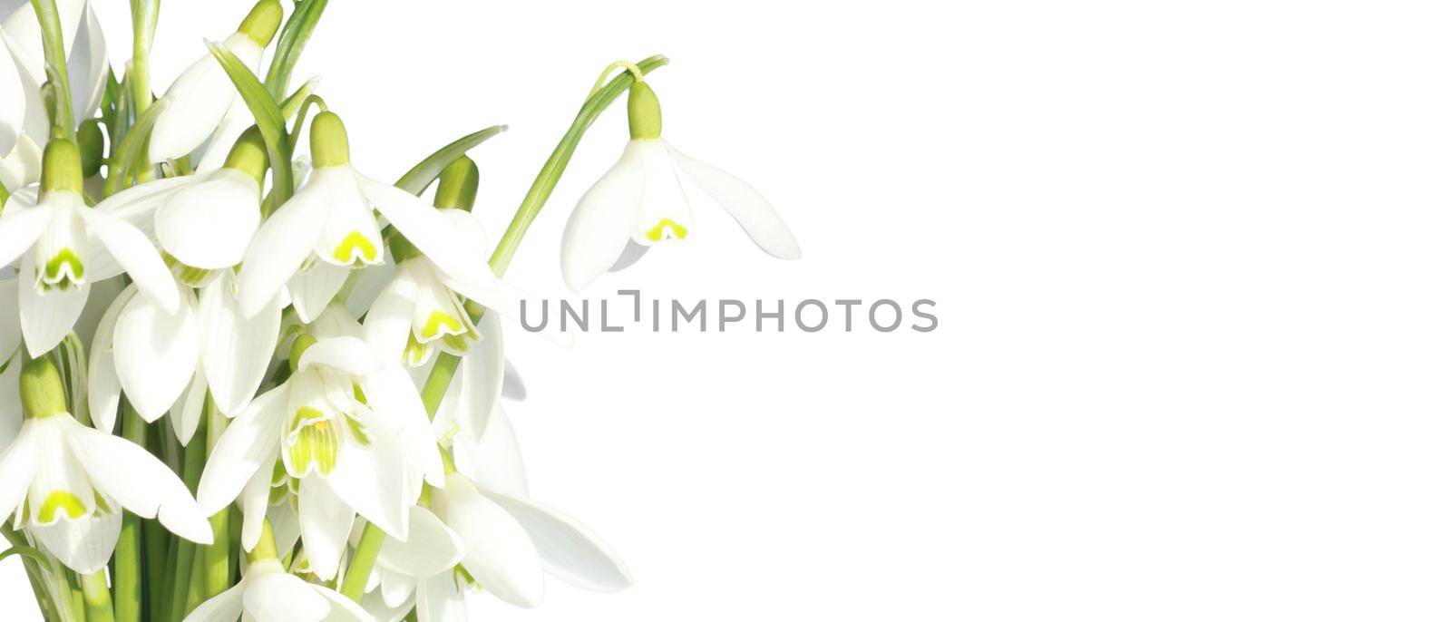 Delicate spring flowers snowdrops. Spring floral background.