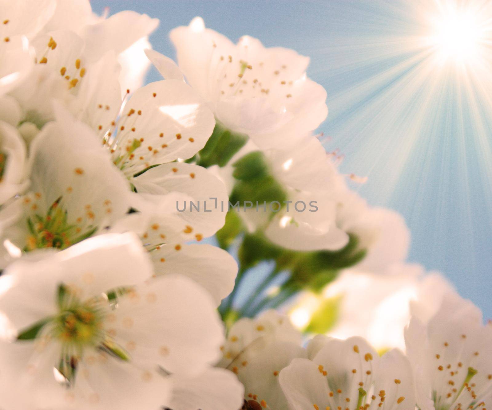 White blossom and green leaves on blue sky background.