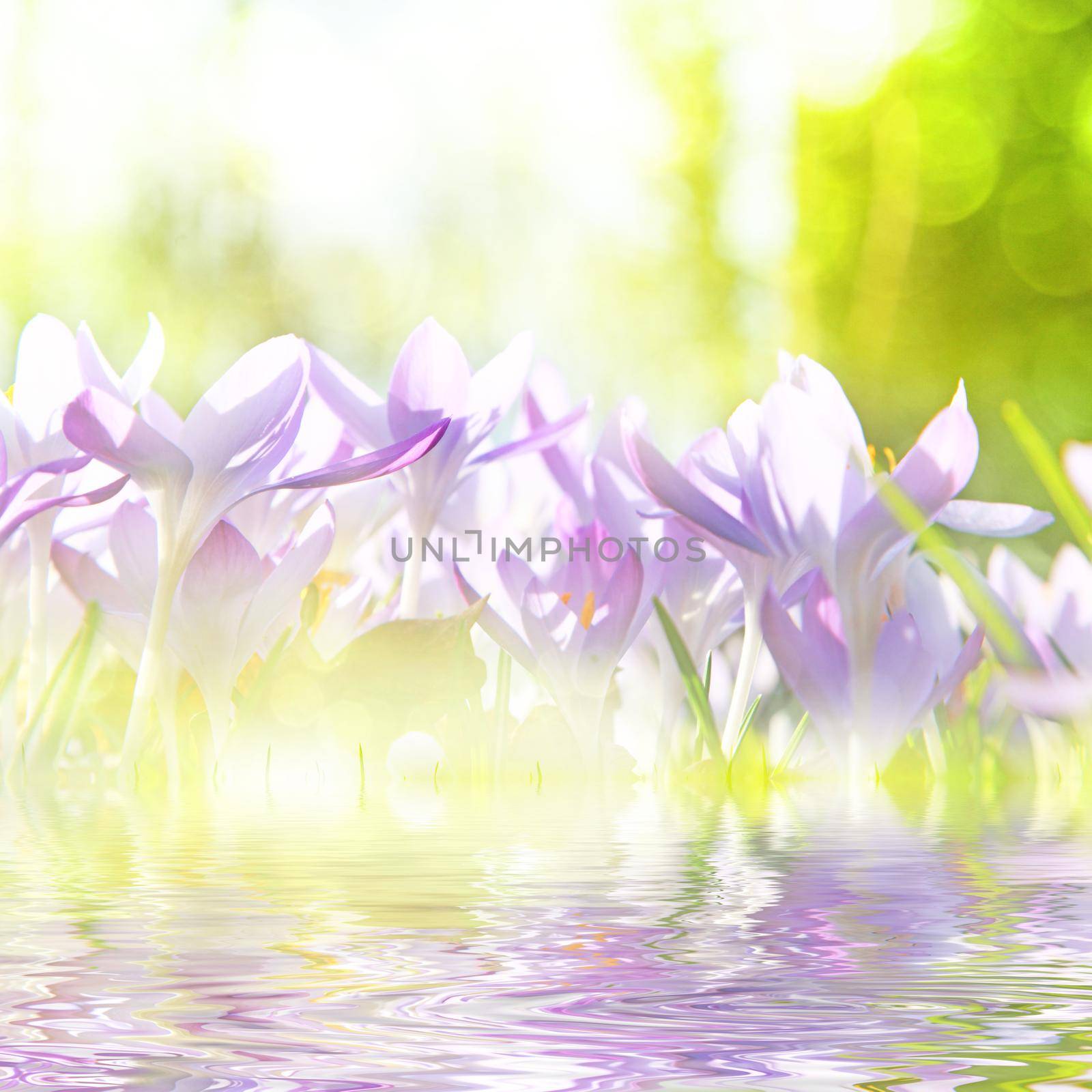 Blooming purple crocus flowers in a soft focus on a sunny spring day by Taut