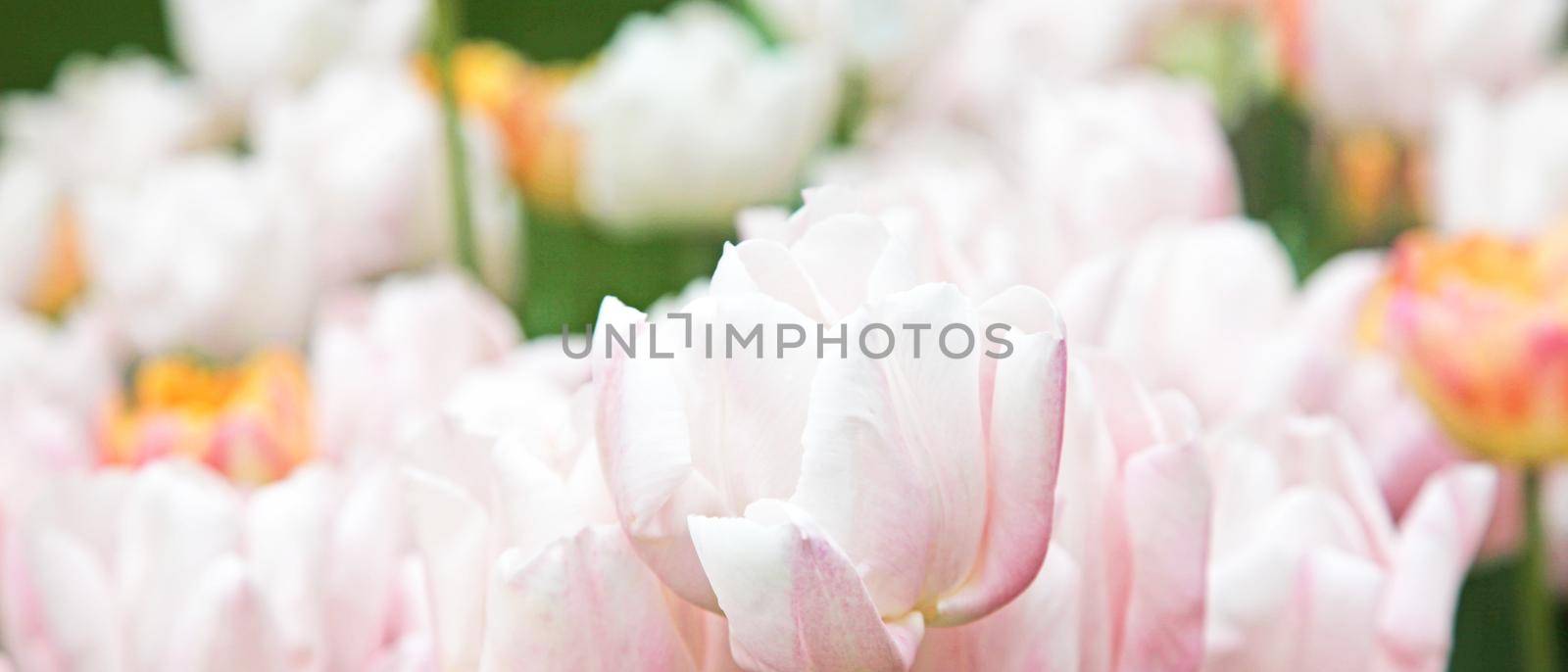 Beautiful tulips at springtime by Taut