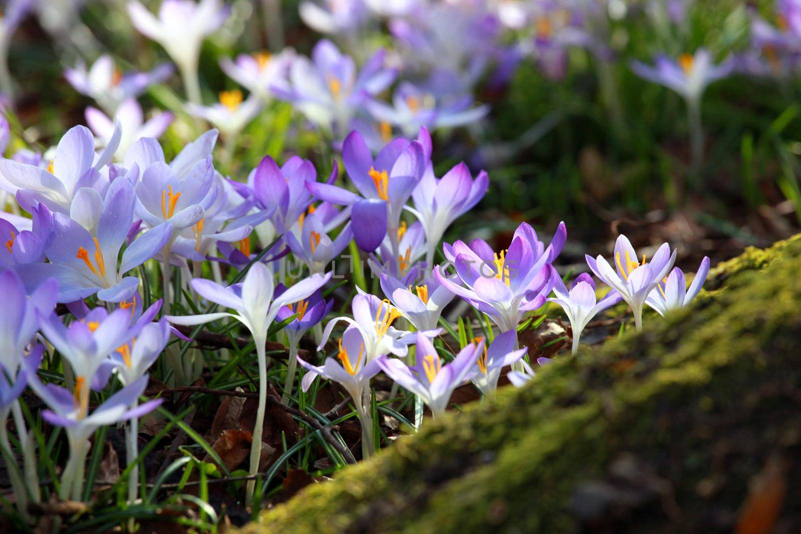 Beautiful crocuses growing through snow. First spring flowers