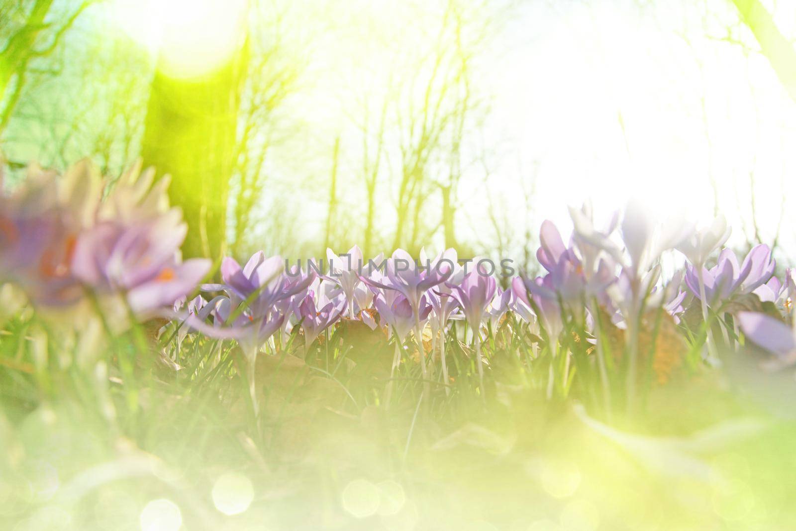 Beautiful crocuses growing through snow. First spring flowers