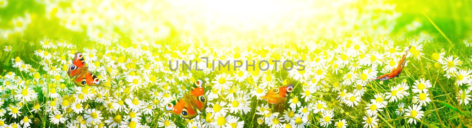 Scenery background of the natural blooming chamomile flower and butterflies. by Taut