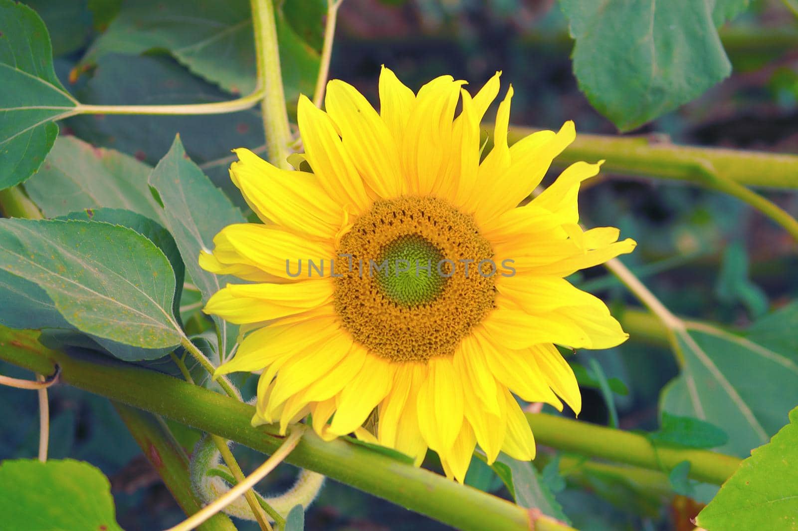 beautiful sunflower on daytime, organic agriculture in countryside plantation