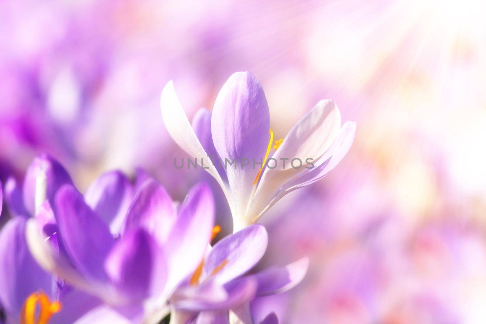 Beautiful crocuses growing through snow. First spring flowers