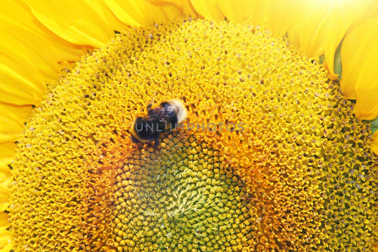 Close-up of fresh sunflower, organic agriculture in countryside plantation