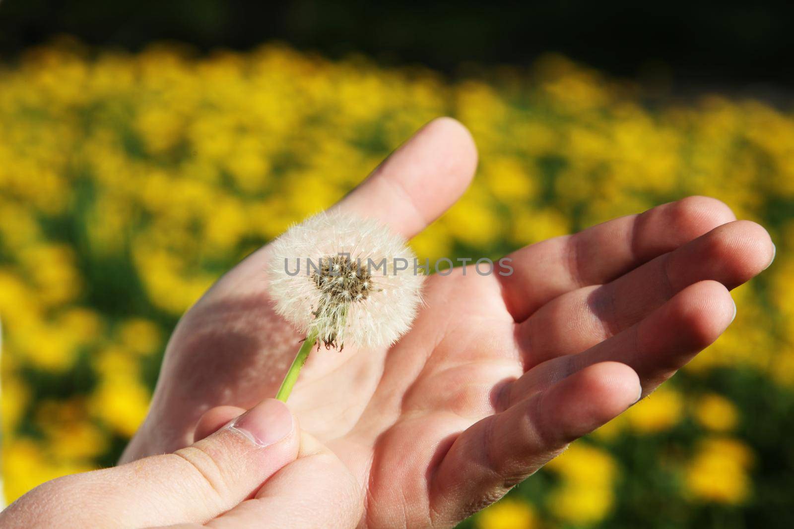 Beautiful dreamy spring nature background with dandelion