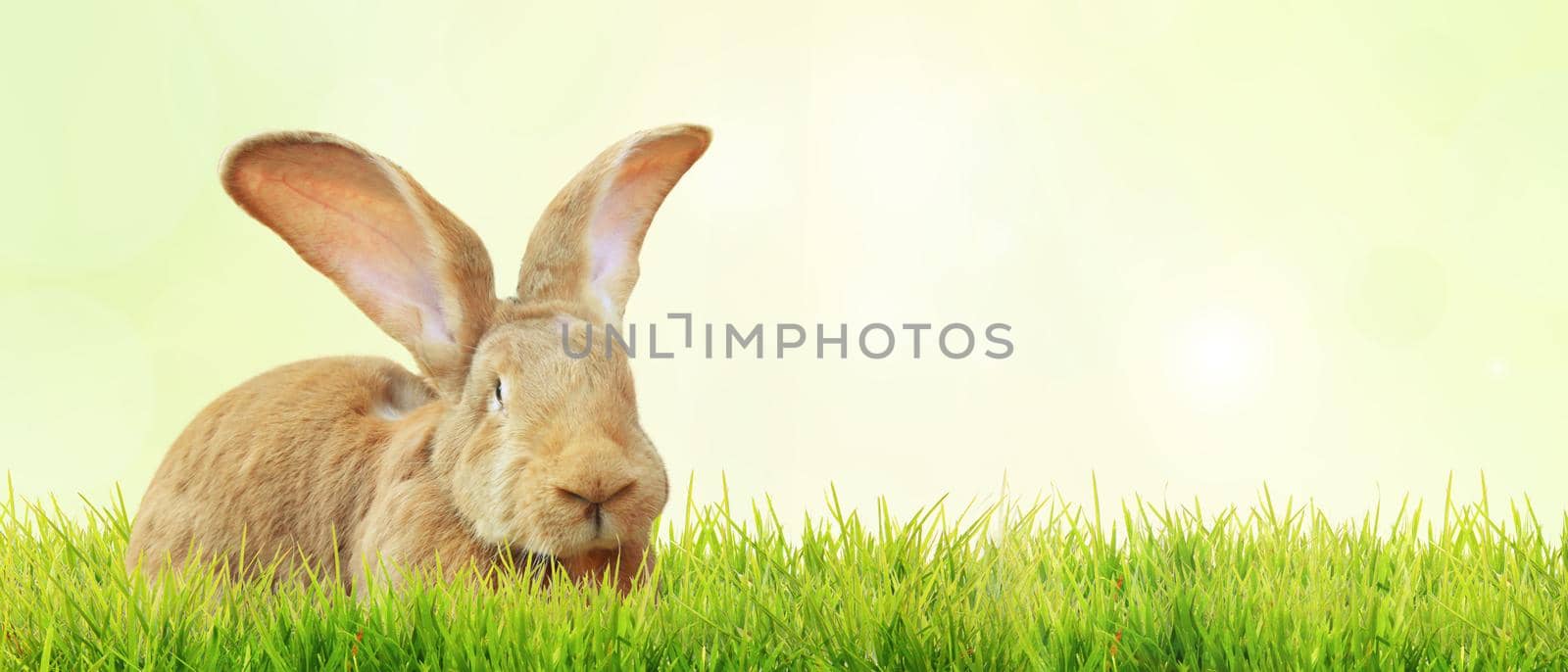 Easter composition with rabbit. Festive decoration. Happy Easter!