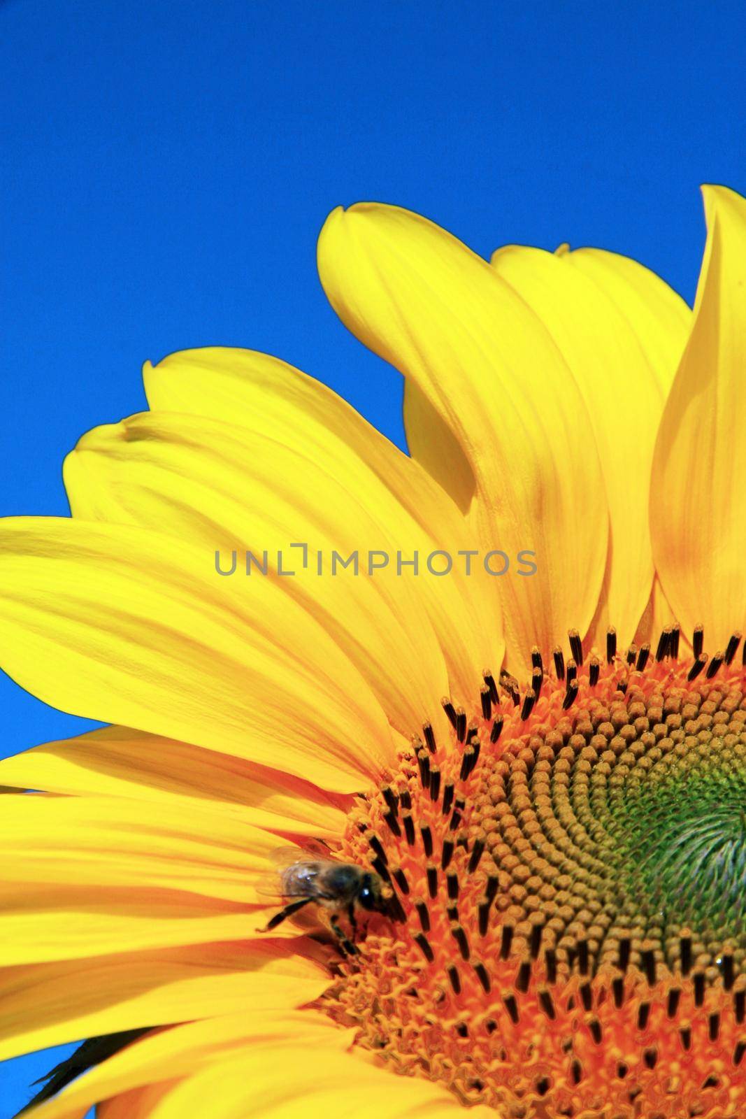 Close-up of fresh sunflower, organic agriculture in countryside plantation