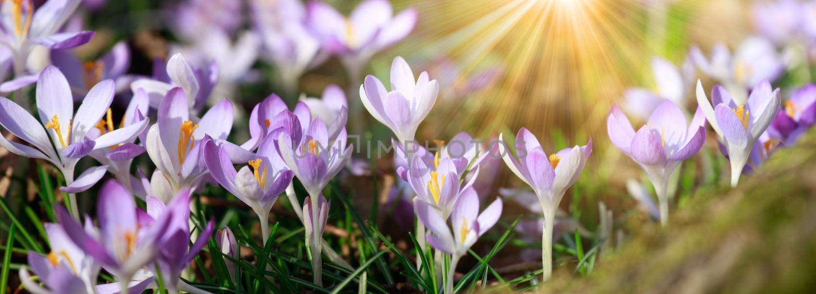Beautiful crocuses growing through snow. First spring flowers