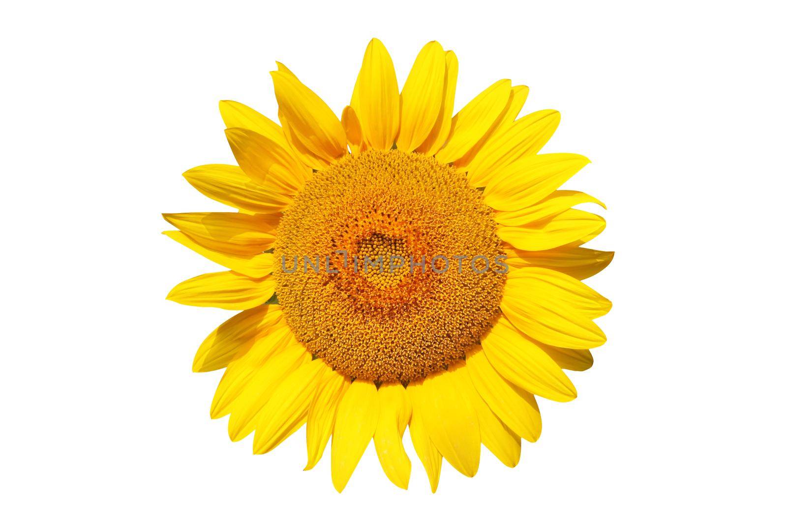 Ripe sunflower with yellow petals and dark middle