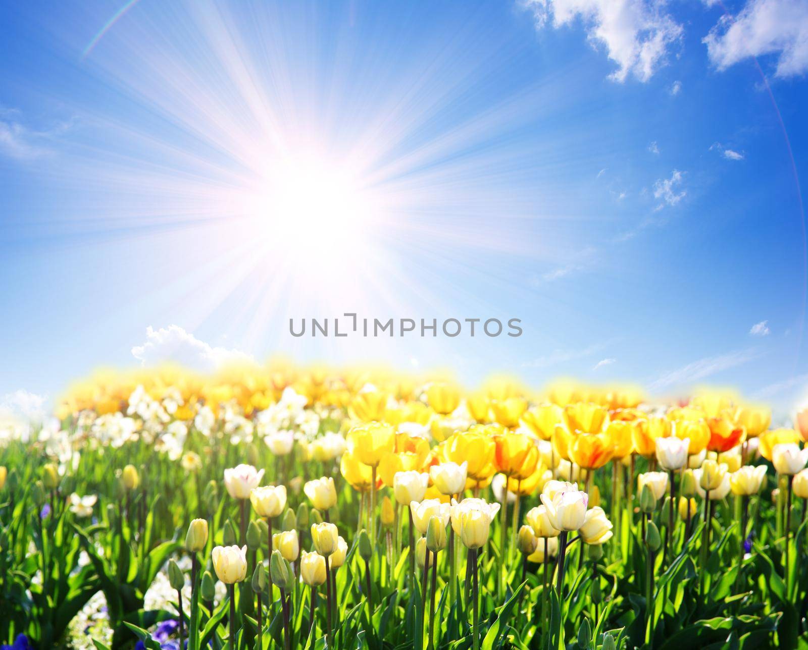 Spring and easter greeting card design layout