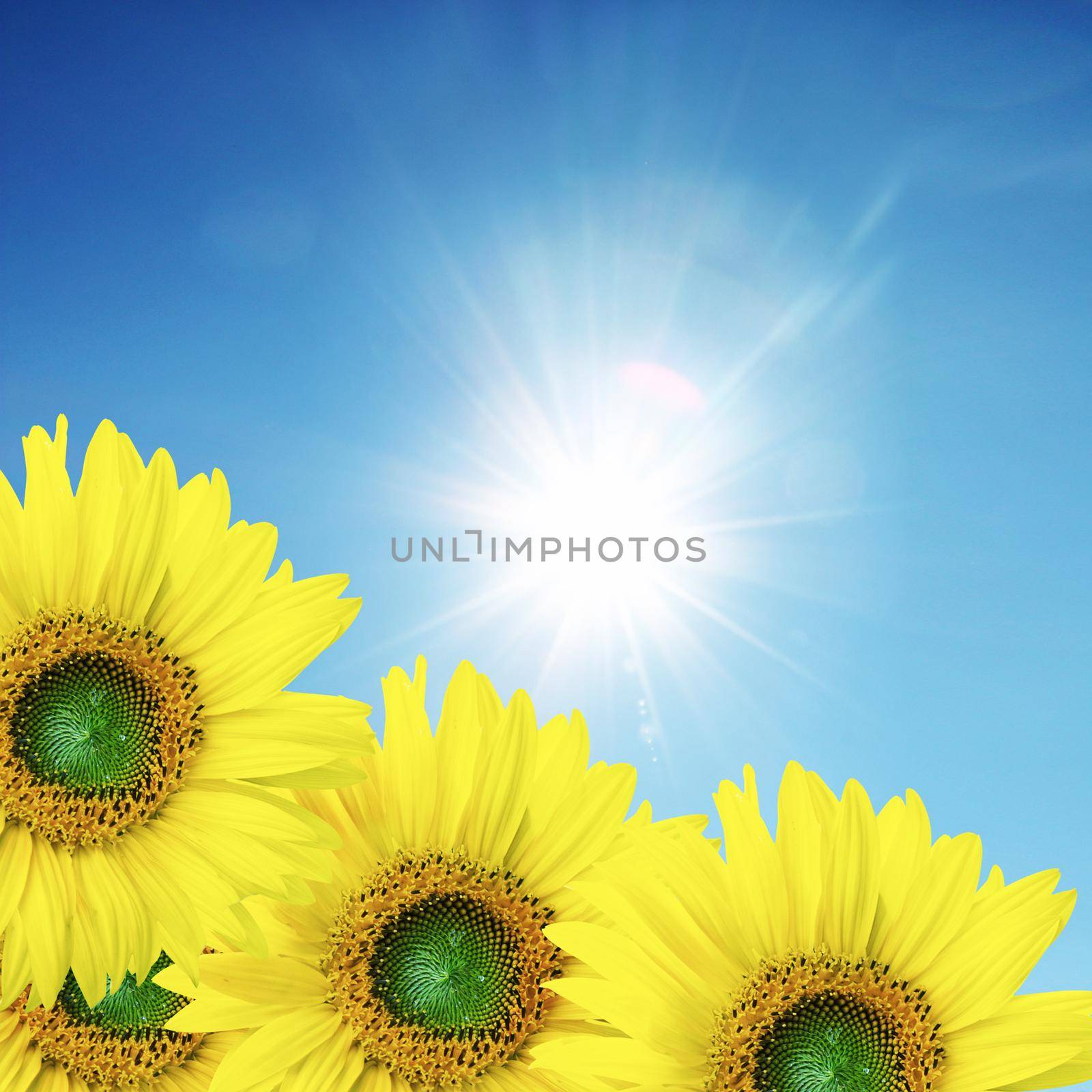 Field of blooming sunflowers on a background blue sky by Taut