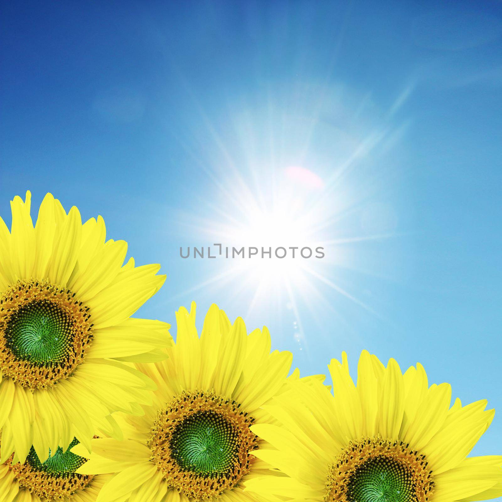 Close-up of fresh sunflower against clear blue sky