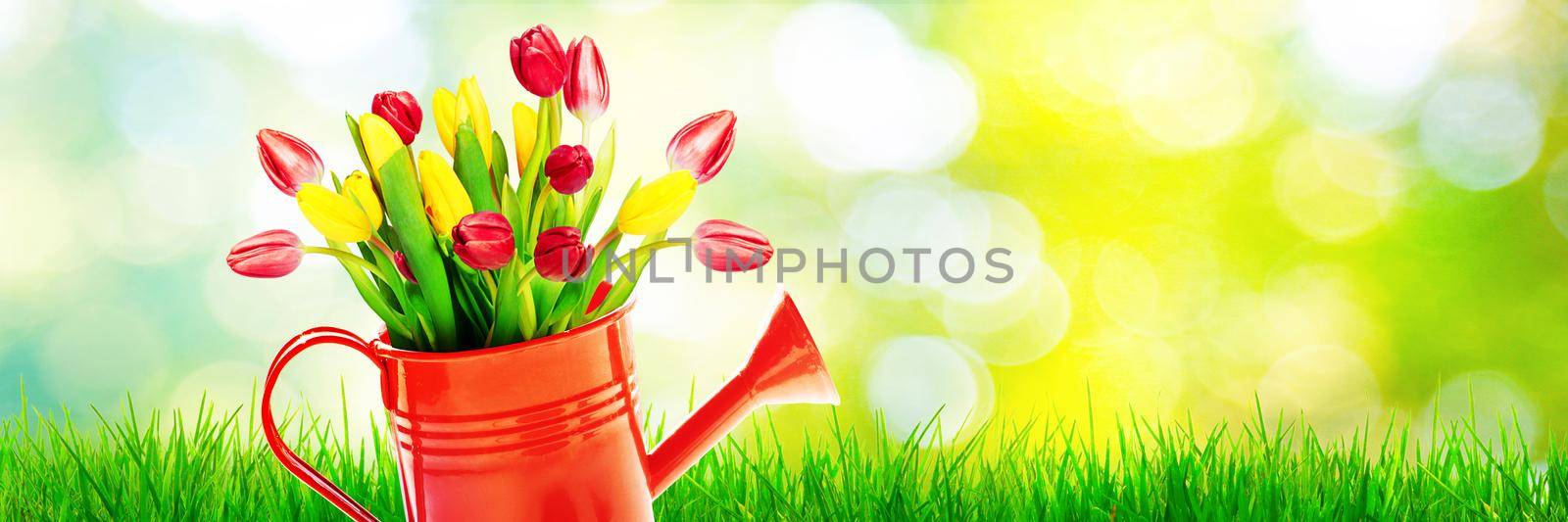 Spring flowers in watering can. Gardening tools and equipment.