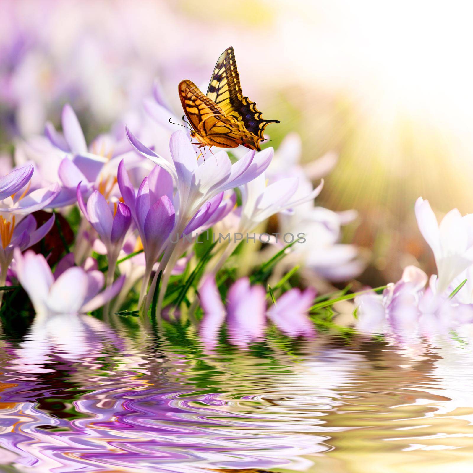 Blooming purple crocus flowers in a soft focus on a sunny spring day by Taut