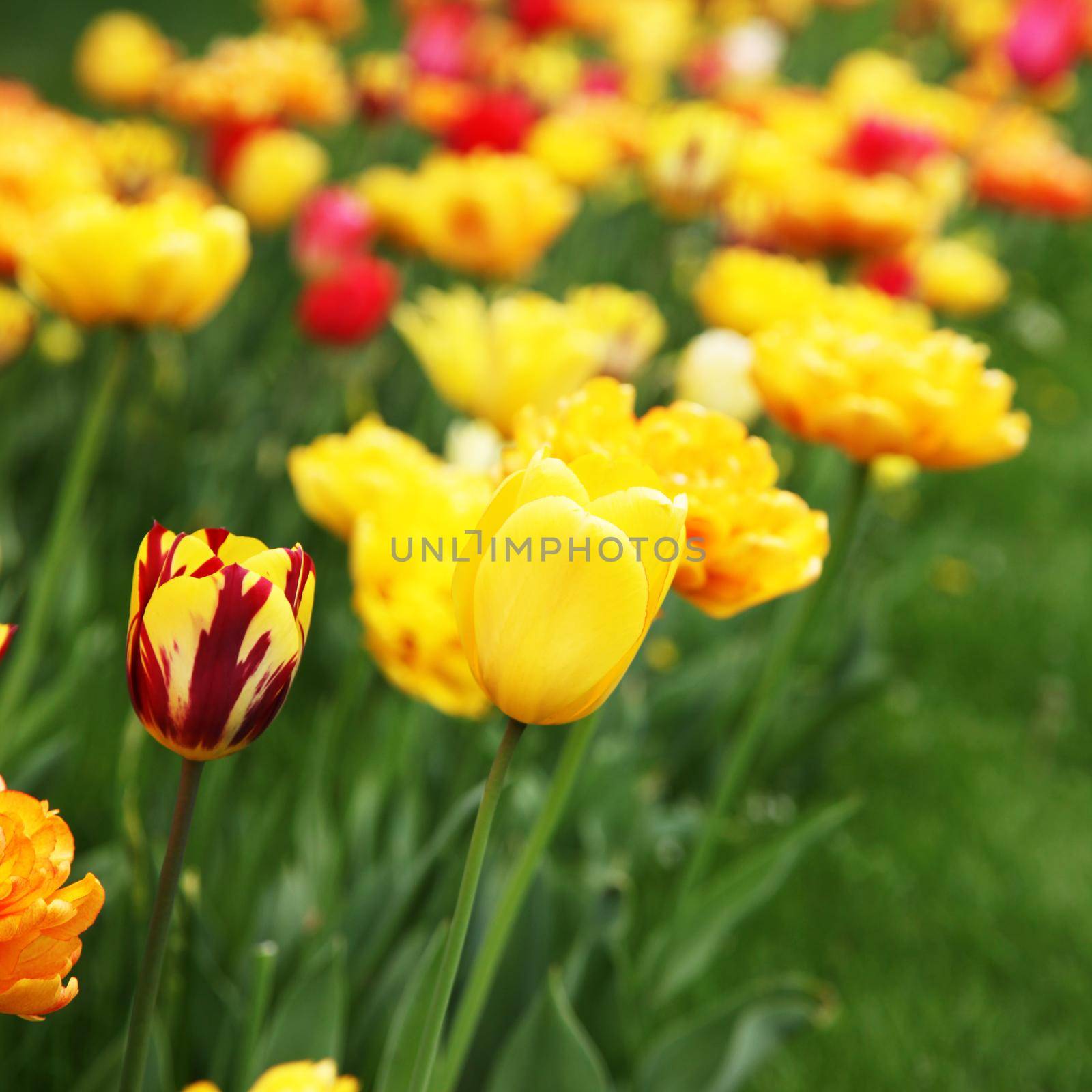 Beautiful tulips at springtime by Taut