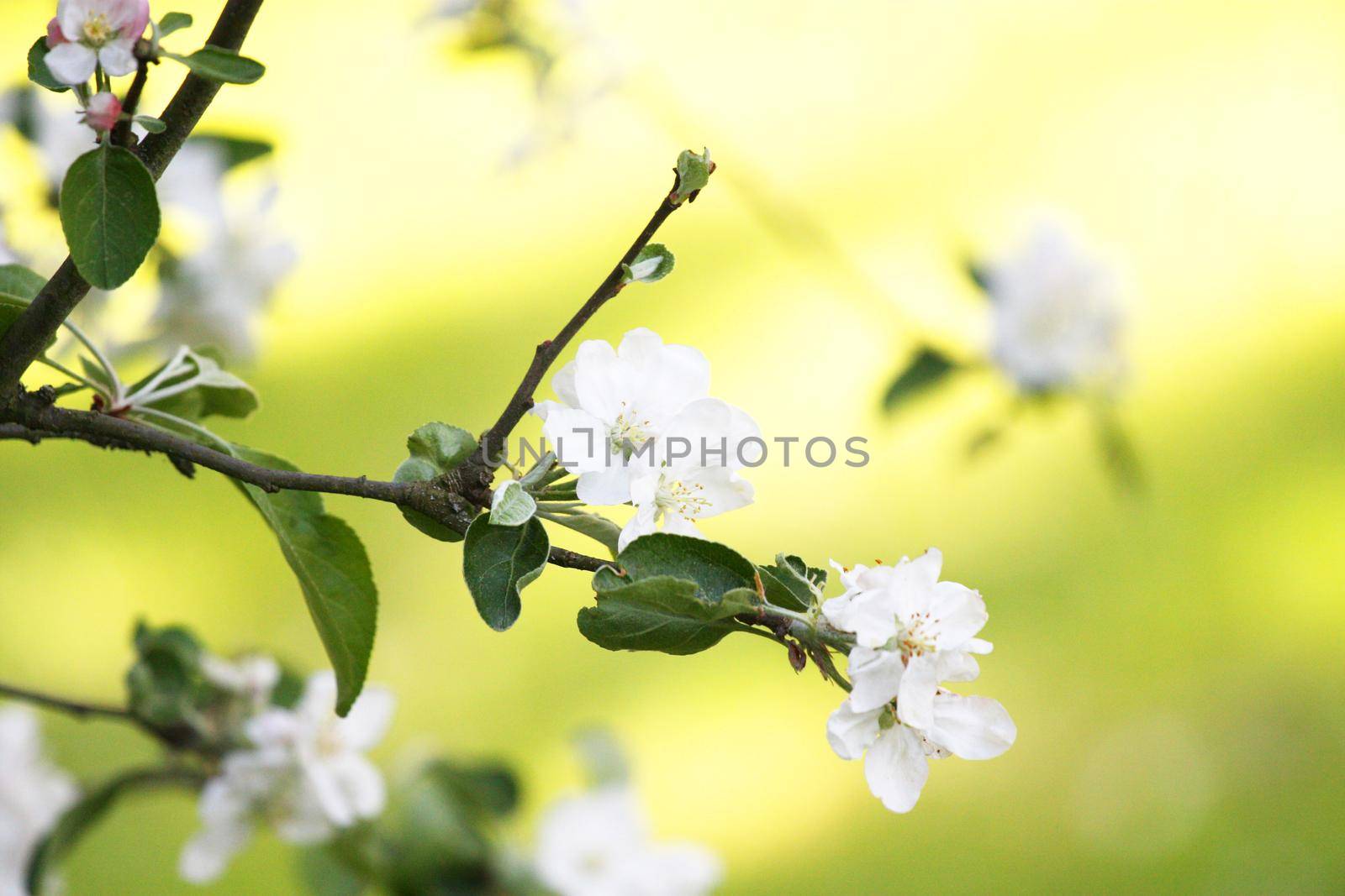 Beautiful nature scene with blooming flowers tree.