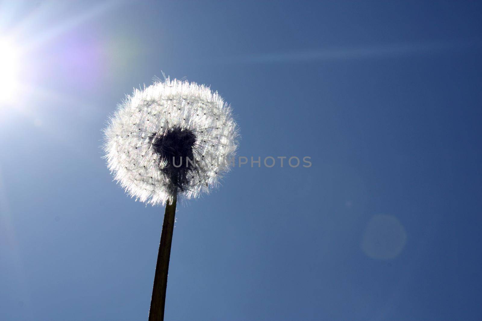 Beautiful dreamy spring nature background with dandelion