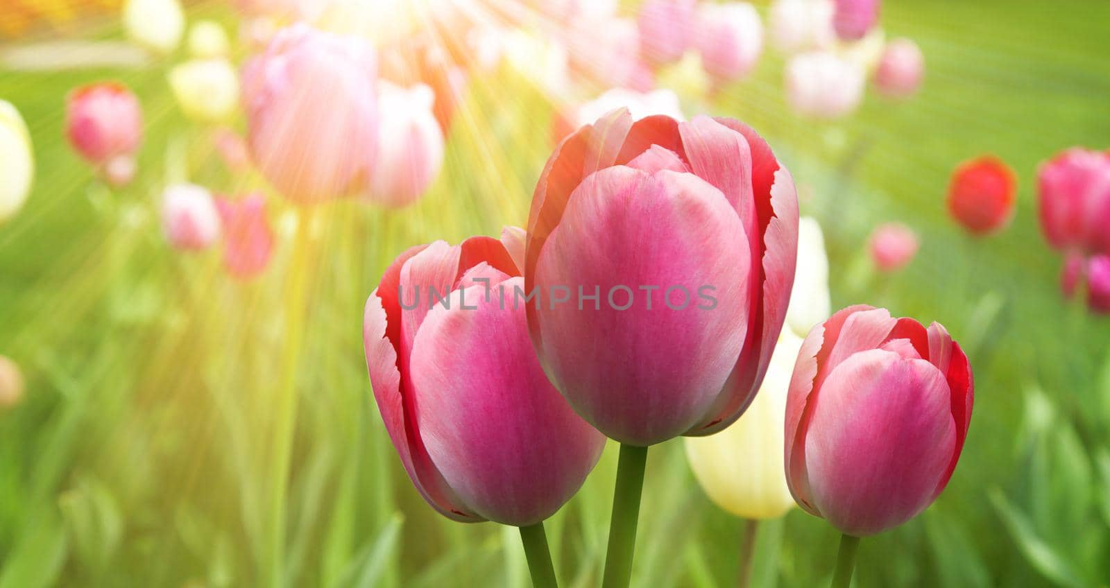 Spring concept of the celebration. Greeting card for women's Day