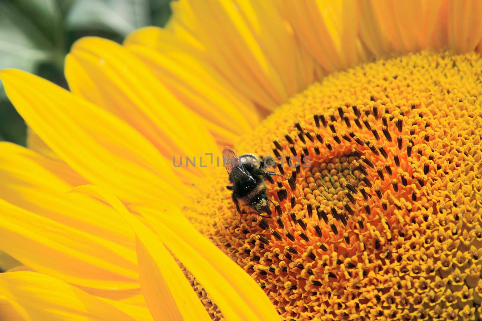 Close-up of fresh sunflower, organic agriculture in countryside plantation