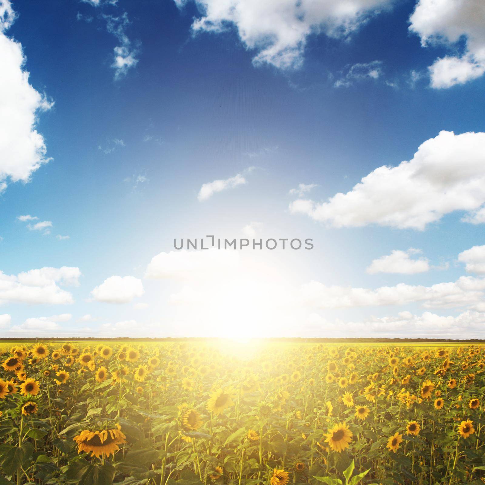 Field of blooming sunflowers on a background blue sky by Taut