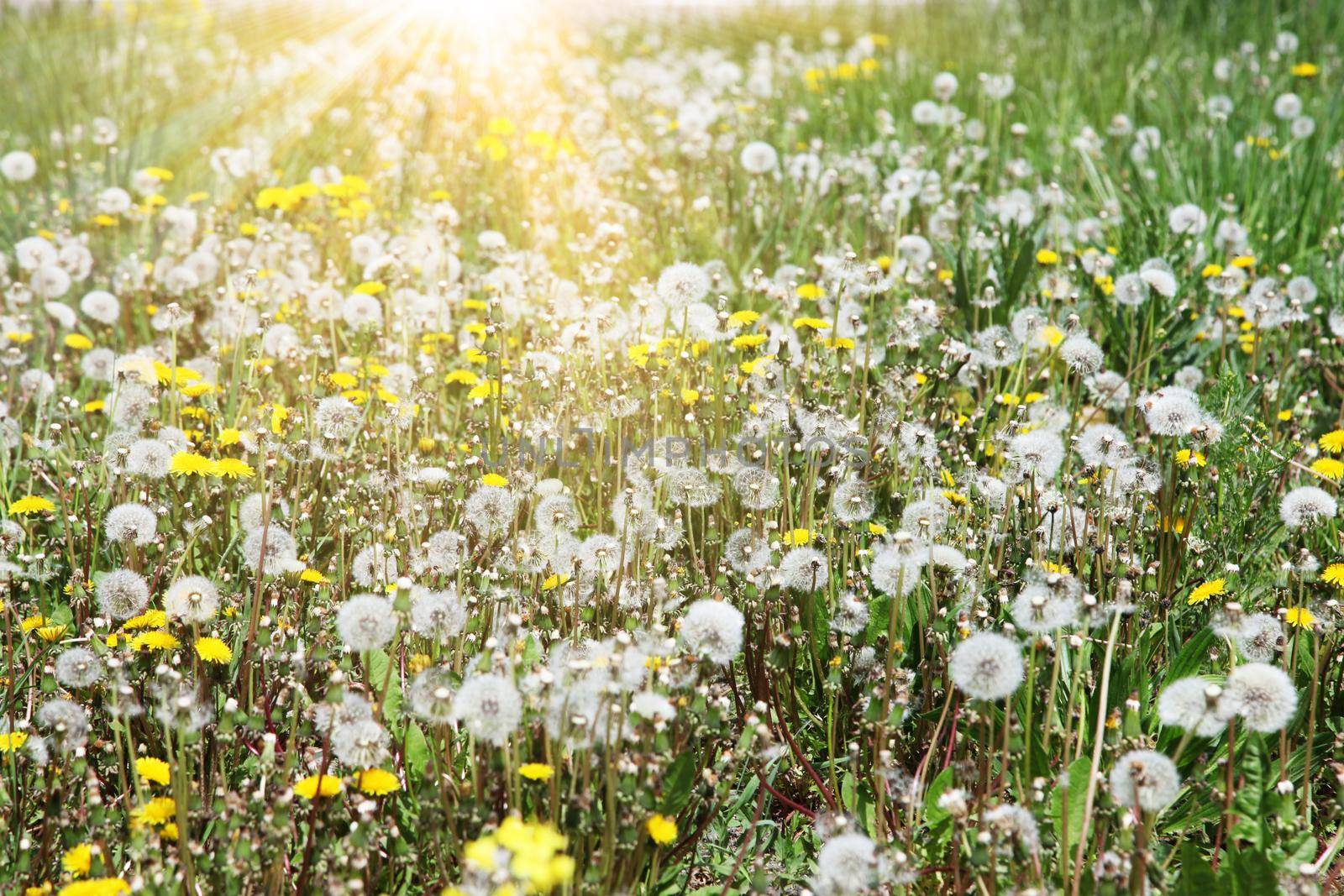 Beautiful dreamy spring nature background with dandelion