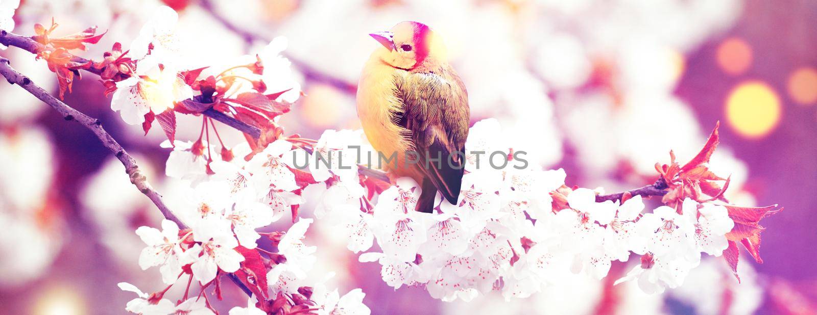 Great tit sitting on a tree branch in spring weather by Taut