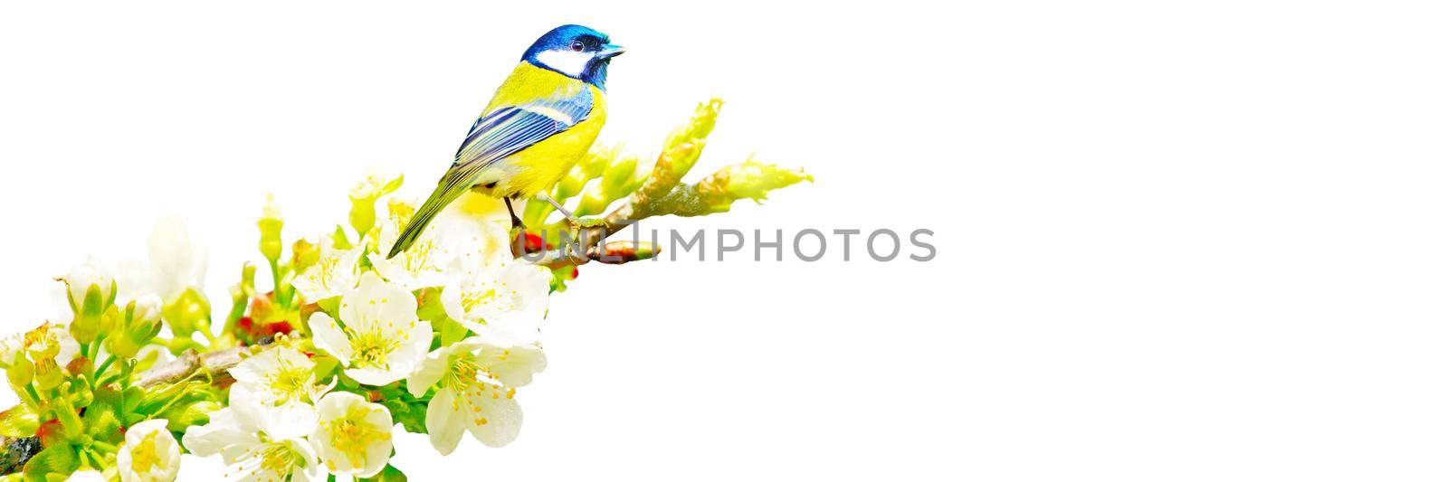 Great tit sitting on a tree branch in spring weather by Taut