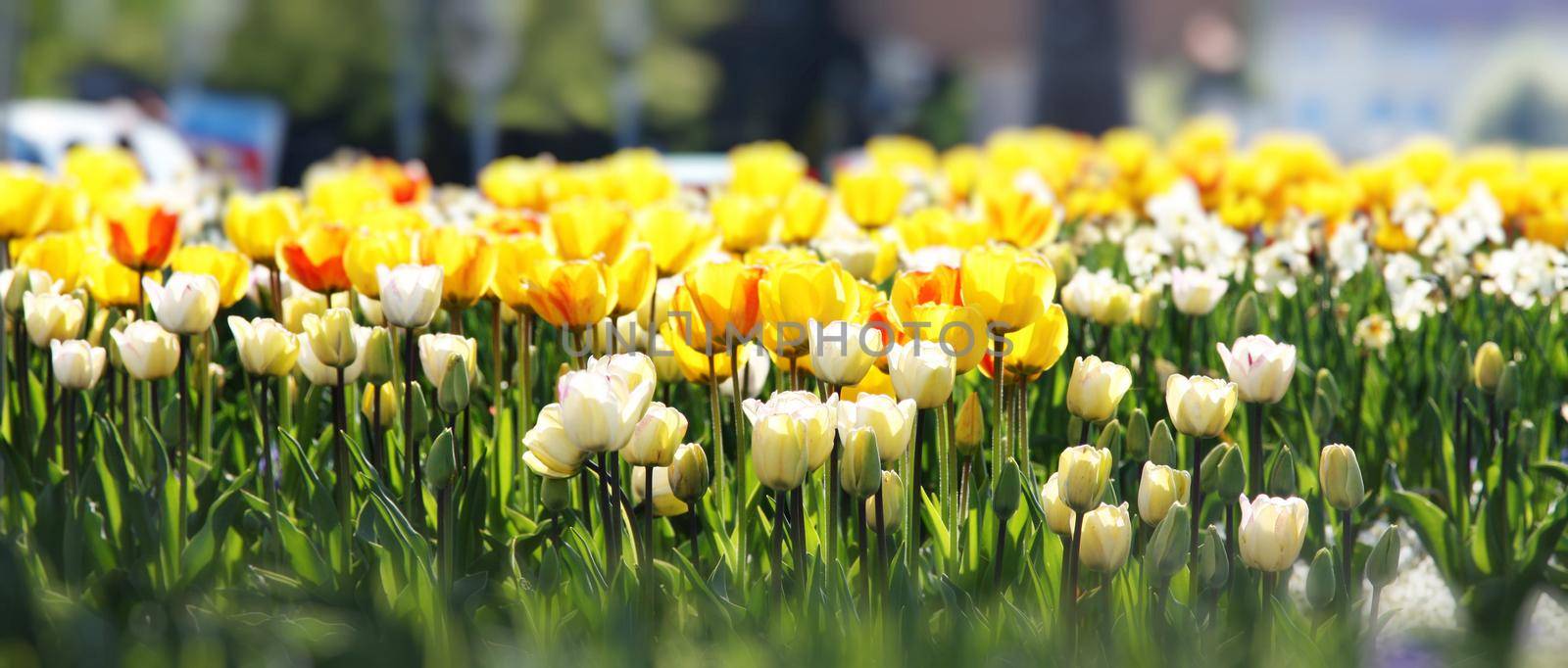 Beautiful tulips. Spring nature background for web banner and card design. by Taut