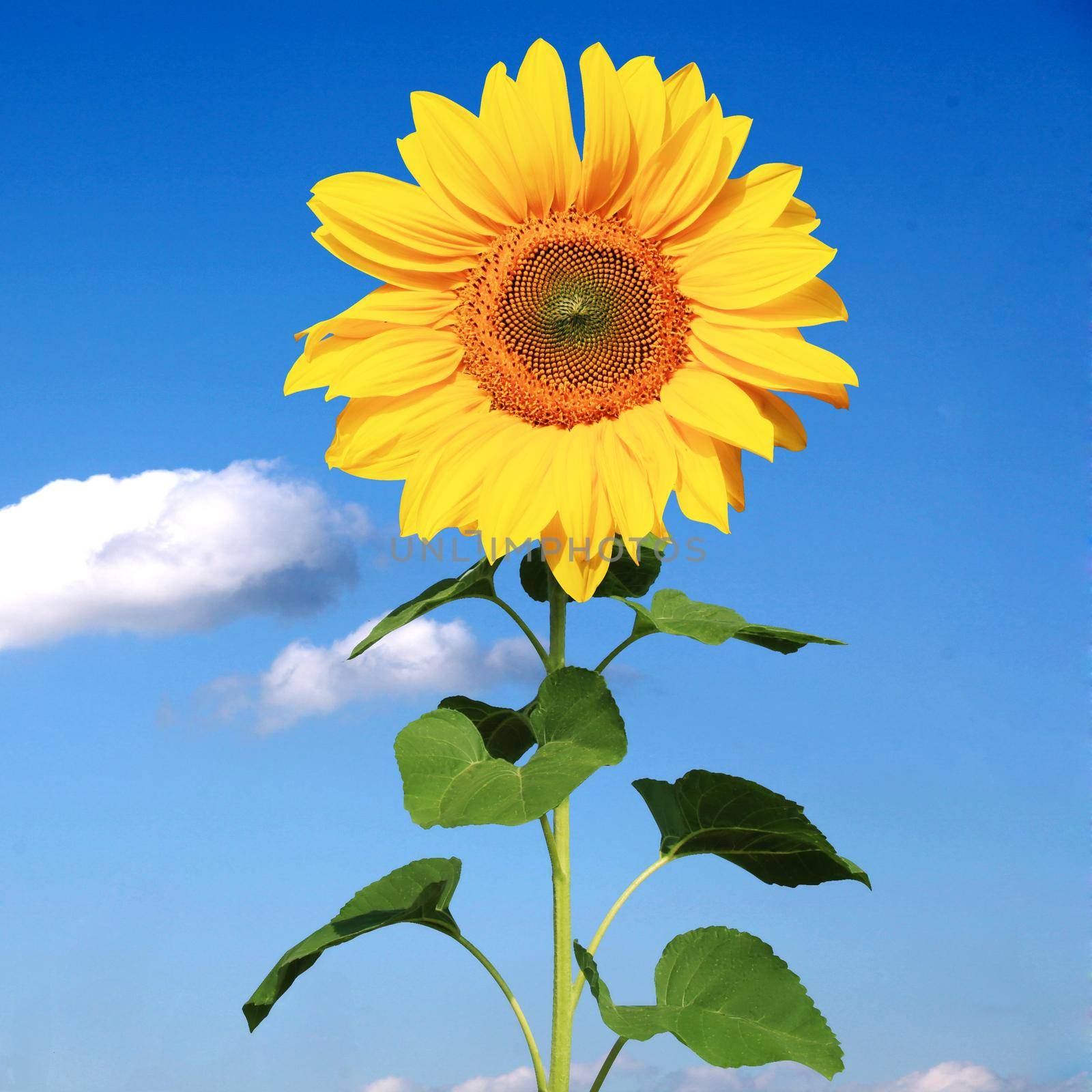 Field of blooming sunflowers on a background blue sky by Taut