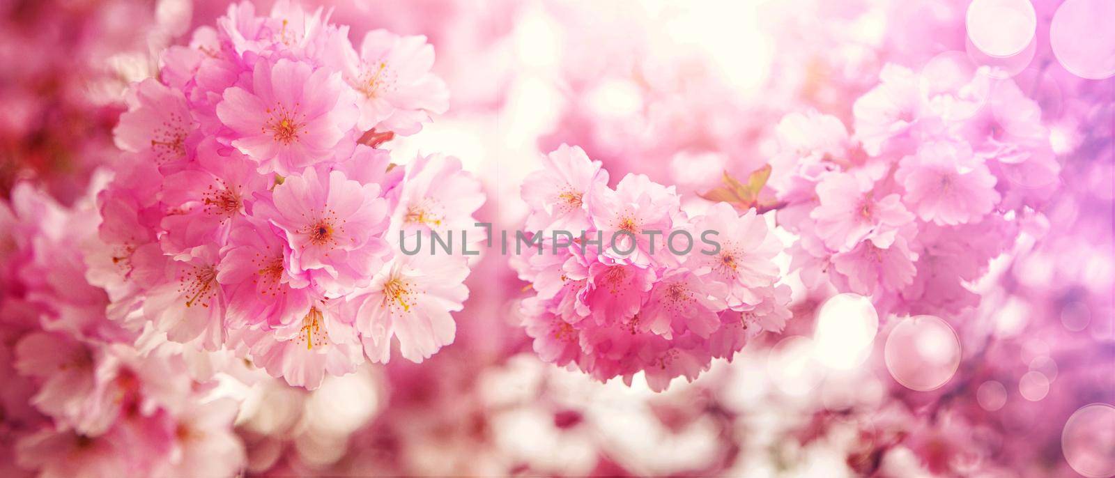 Beautiful nature scene with blooming flowers tree.