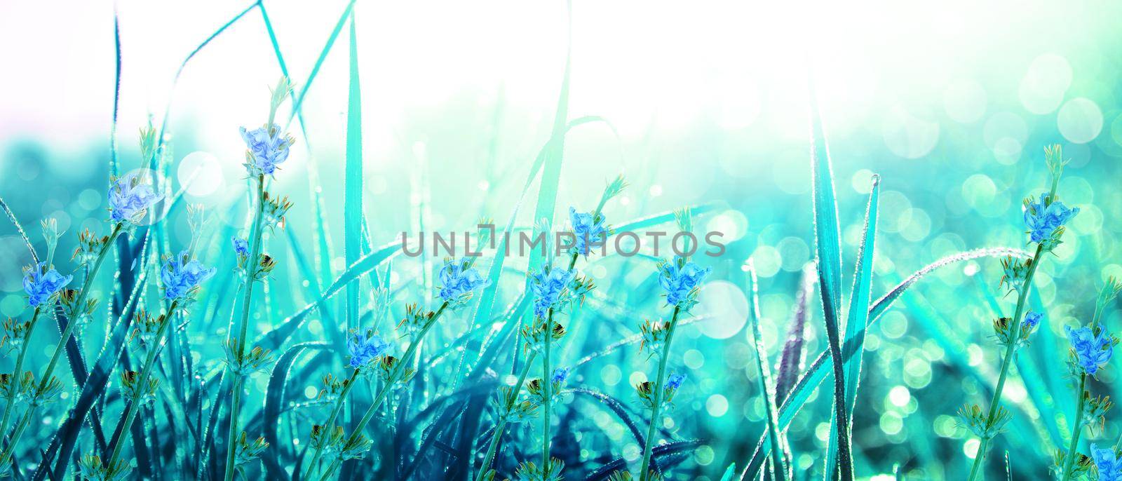 Grass flower field in spring background with sunlight