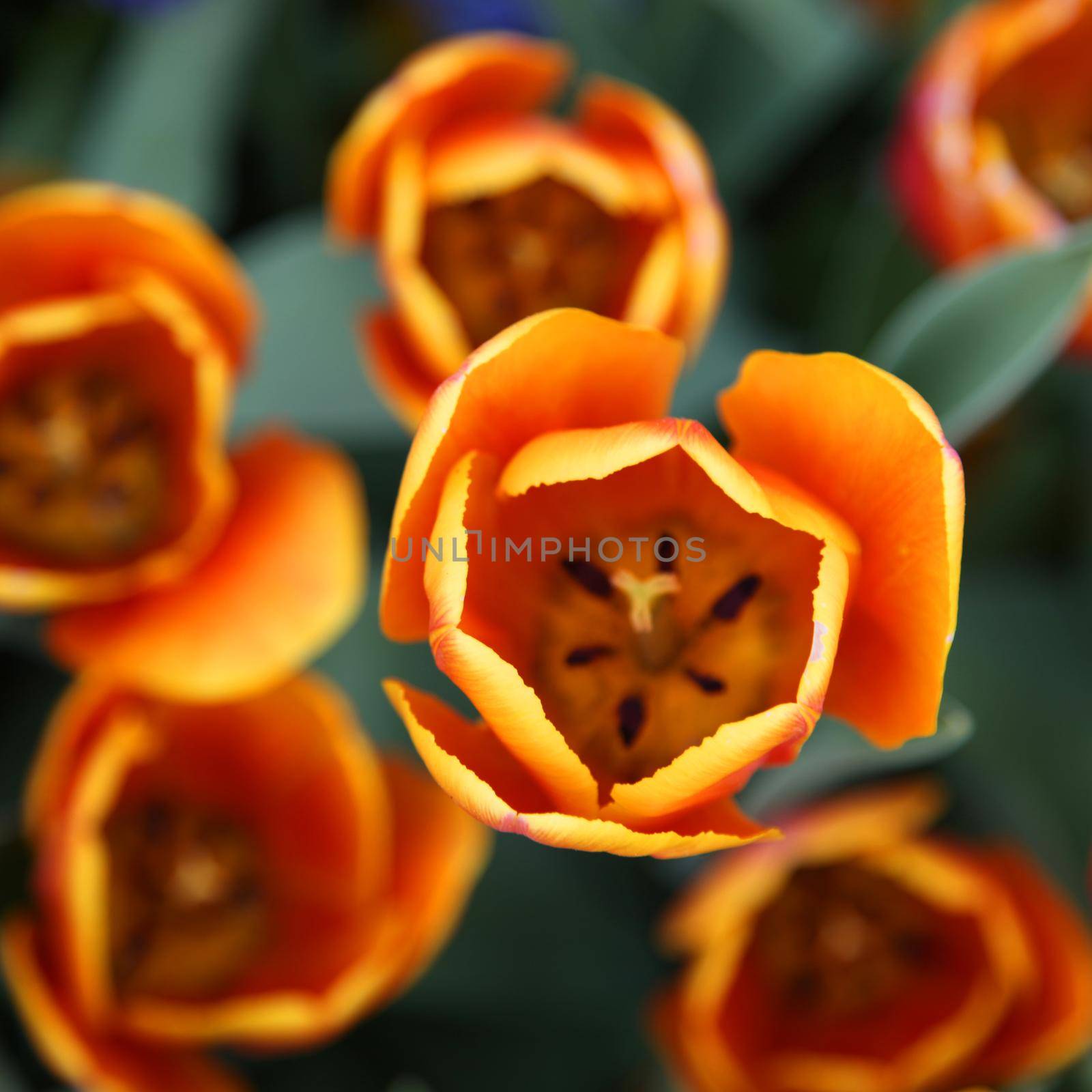 Beautiful tulips. Spring nature background for web banner and card design. by Taut