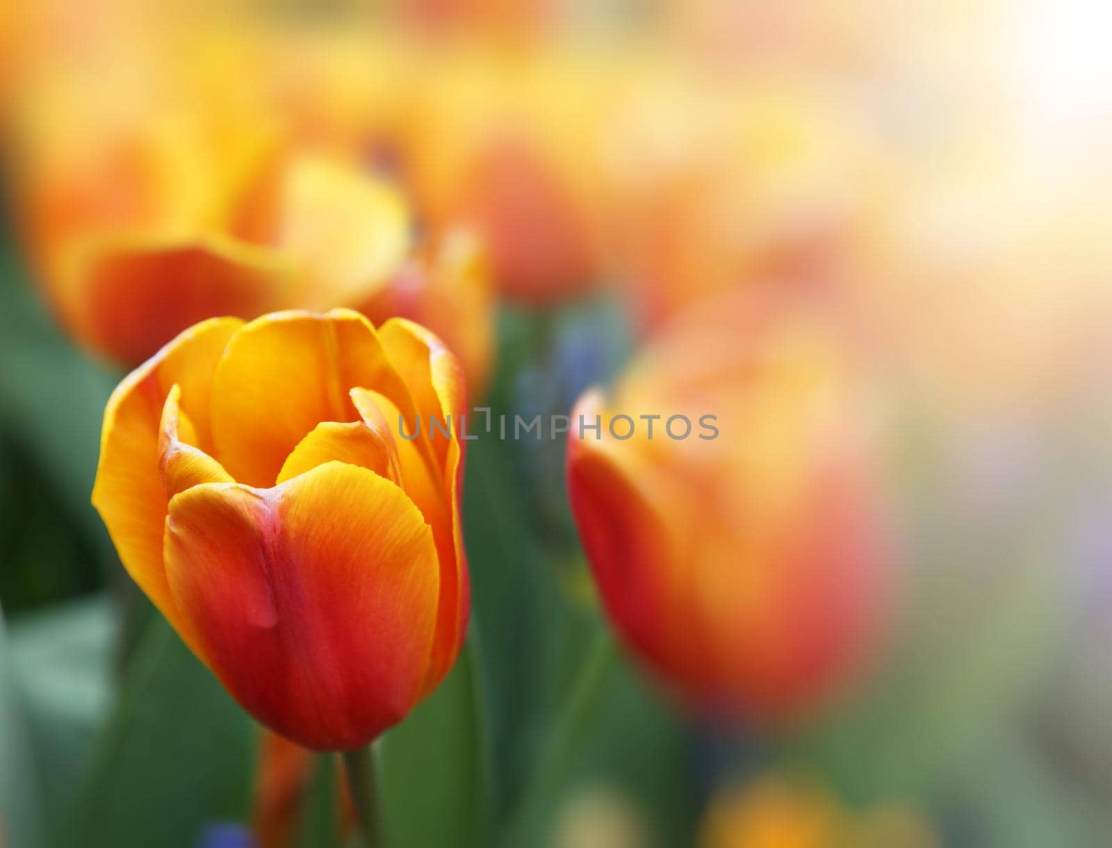 Spring concept of the celebration. Greeting card for women's Day