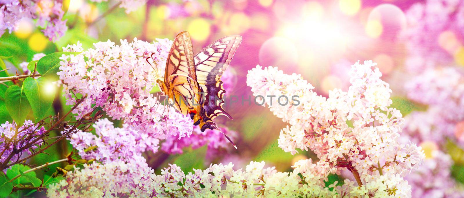 Beautiful nature scene with blooming flowers tree.