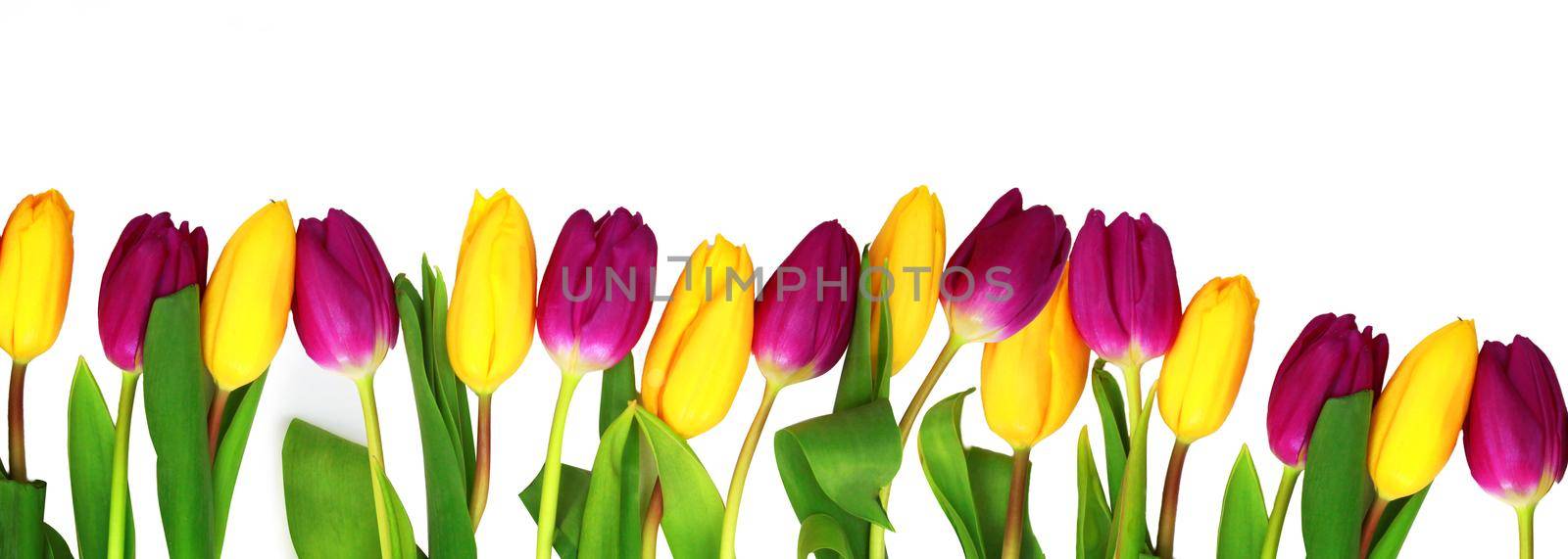 Beautiful tulips. Spring nature background for web banner and card design. by Taut