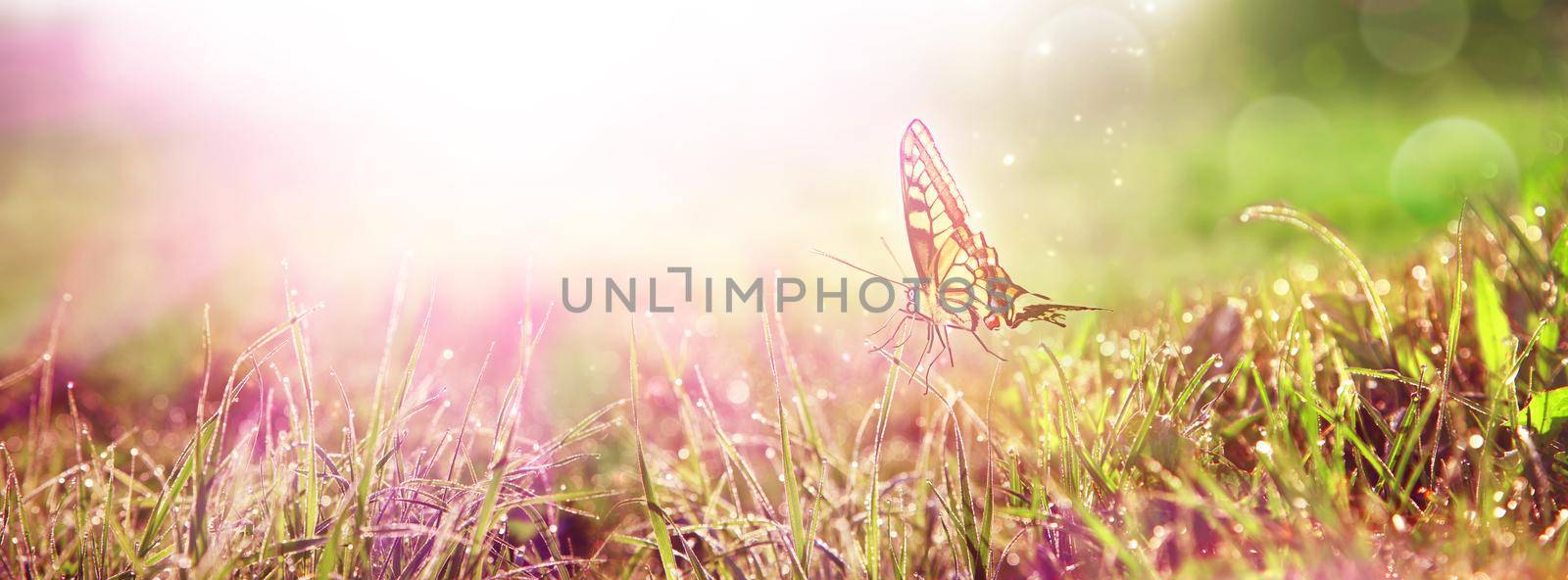 Flying butterfly in spring morning. Panoramic view.