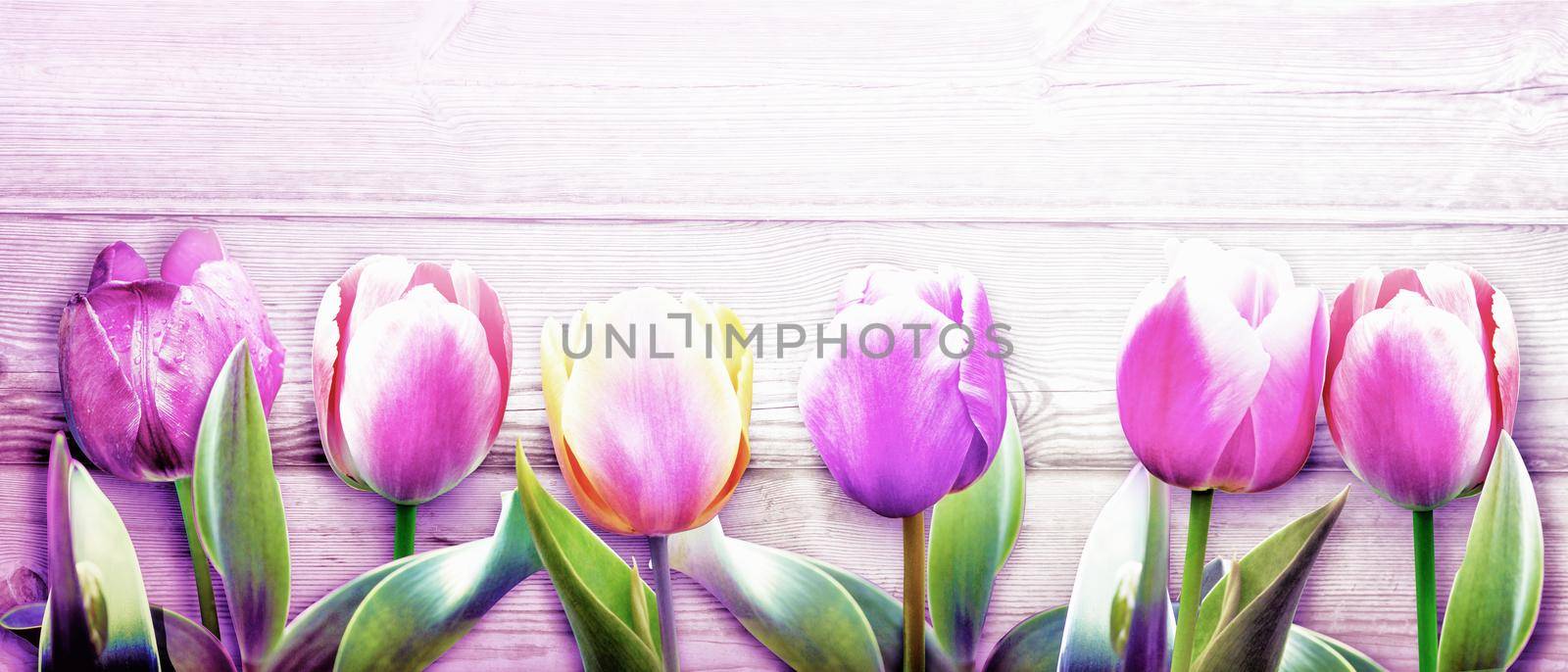 Beautiful tulips. Spring nature background for web banner and card design. by Taut