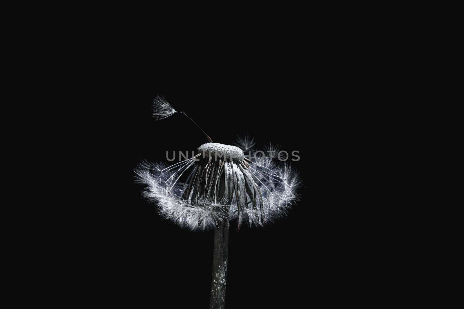 Beautiful dreamy spring with black background
