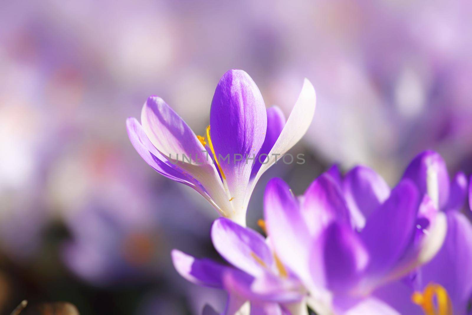 Beautiful crocuses growing through snow. First spring flowers